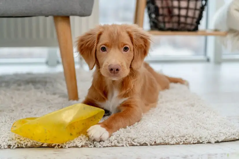 Quickly and Easily Eliminate Pet Odor from Your Home