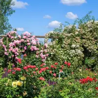 Top 6 soluții naturale pentru stropirea trandafirilor din curte