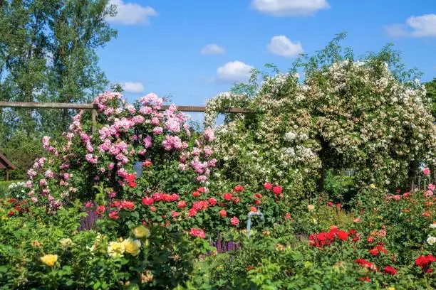 Top 6 Natural Solutions for Spraying Roses in Your Yard