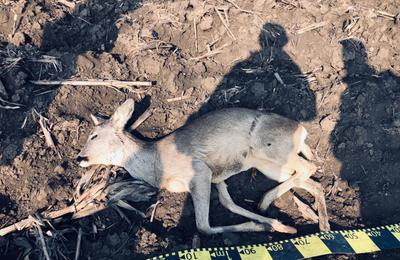 Amenzi în valoare de 135.000 de lei, date de Garda de Mediu Timiş, după ce zeci de cadavre de animale au fost găsite pe un câmp