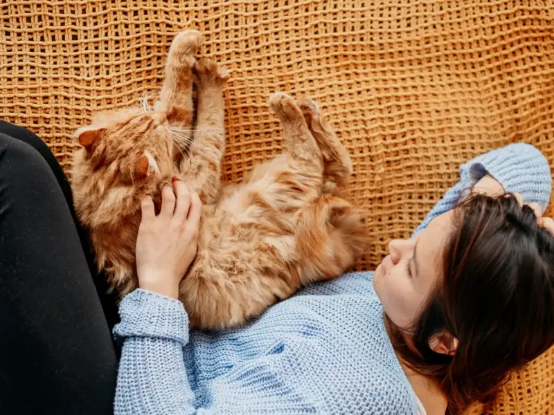 De ce iubim pisicile? 10 motive care le fac irezistibile