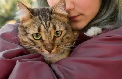 Why It's Important to Talk to Your Cat: How They Recognize Your Voice and What Tones Convey Safety and Love