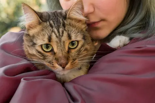 De ce este important să-i vorbești pisicii tale? Cum îți recunoaște vocea și ce tonuri îi transmit siguranță și iubire