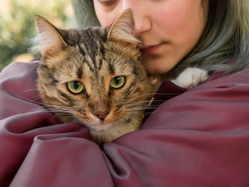 De ce este important să-i vorbești pisicii tale? Cum îți recunoaște vocea și ce tonuri îi transmit siguranță și iubire