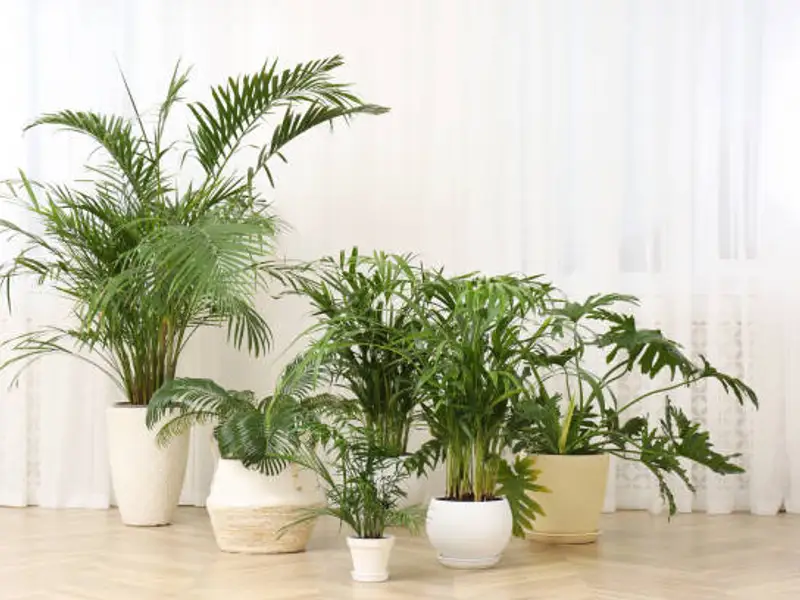 Ce flori să alegi pentru un plus de oxigen în casă