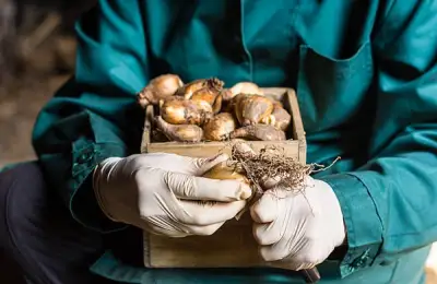 Top 6 Flower Bulb Storage Solutions