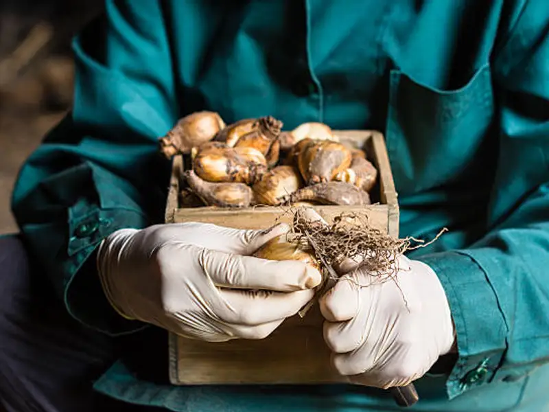 Top 6 soluții de depozitare corespunzătoare a bulbilor de flori