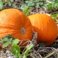 Septembrie, distractia din gradina continua