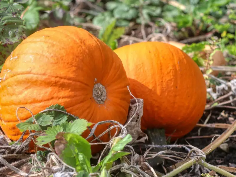 Septembrie, distractia din gradina continua