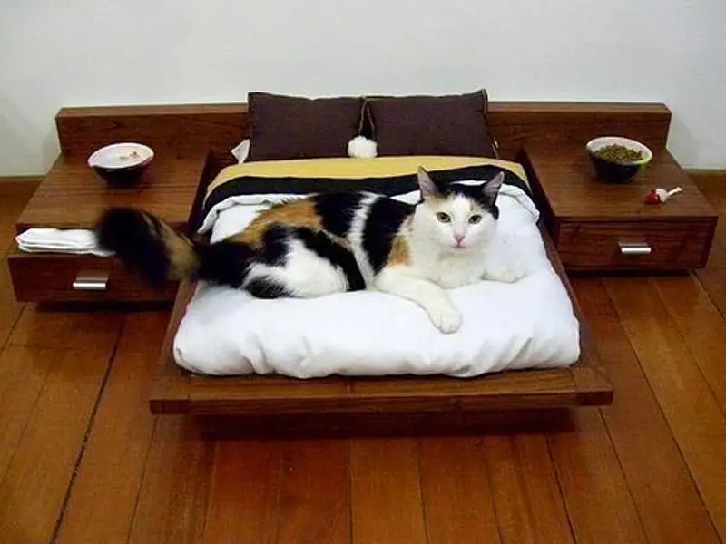 7 idei amuzante si originale de amenajare a locuintelor pentru pisici