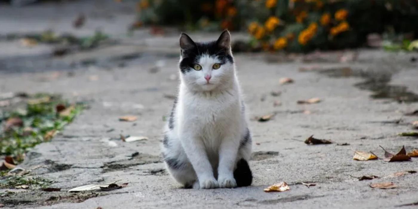 Pisica Lisi a călătorit 1.000 de kilometri pentru a-și regăsi stăpâna. Unde a fost găsită felina în vârstă de trei ani