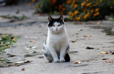 Pisica Lisi a călătorit 1.000 de kilometri pentru a-și regăsi stăpâna. Unde a fost găsită felina în vârstă de trei ani