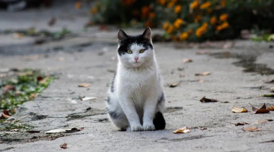 Pisica Lisi a călătorit 1.000 de kilometri pentru a-și regăsi stăpâna. Unde a fost găsită felina în vârstă de trei ani