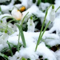 Greșelile pe care grădinarii le pot face iarna și cum să le eviți pentru a menține grădina sănătoasă și pregătită pentru primăvară.