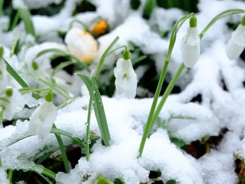 Greșelile pe care grădinarii le pot face iarna și cum să le eviți pentru a menține grădina sănătoasă și pregătită pentru primăvară.