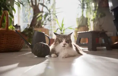 Challenges of Caring for Cats in Small Apartments: Making Room for Your Feline Queen