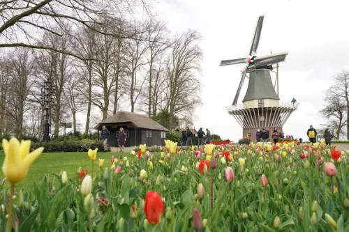 Keukenhof, Olanda: povestea celei mai mari grădini de flori din lume