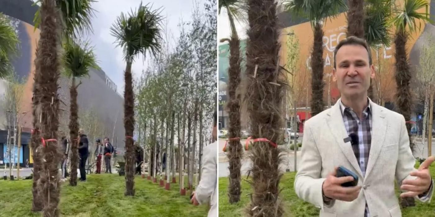 Sâmbătă după amiază, au fost plantația palmieri în Piața Unirii, potrivit anunțului făcut de Robert Negoiță, primarul Sectorului 3