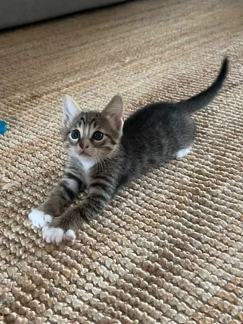 Alertă de puf în București: Gașca de motănei și puiuți care își caută urgent un cămin!