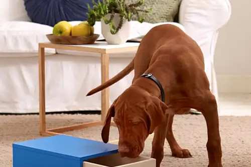 Cum sa faci o jucarie pentru catelul tau?