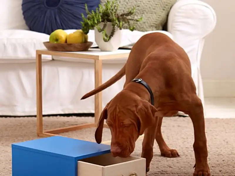 Cum sa faci o jucarie pentru catelul tau?