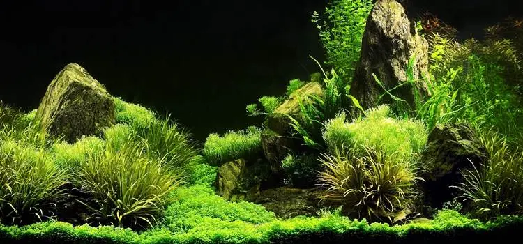 Cum se monteaza un acvariu ghid de instalare