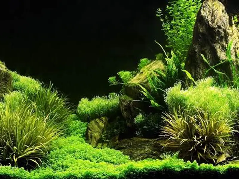 Cum se monteaza un acvariu ghid de instalare