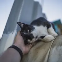 Bucuria adopției: povestea emoționantă a salvării unei pisici și recompensa incomensurabilă a dragostei și recunoștinței primite în schimb.