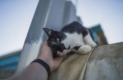 The Joy of Adoption: The Moving Story of Rescuing a Cat and the Incomparable Reward of Love and Gratitude in Return