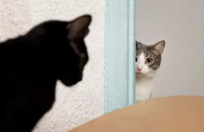 Caring for an Indoor Cat: Guides on Nutrition, Hygiene, and Health for Cats Living Exclusively Indoors