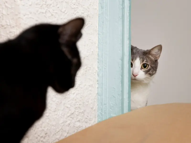 Îngrijirea unei pisici de apartament: Ghiduri despre alimentație, igienă și sănătate pentru pisicile care trăiesc exclusiv în interior.