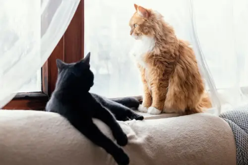 De ce sunt pisicile companioni excelenți pentru viața de apartament?