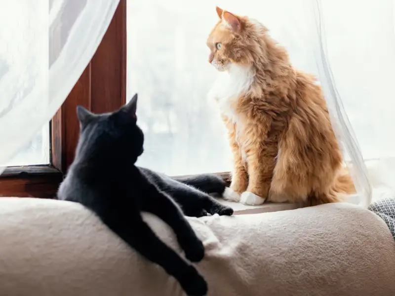 De ce sunt pisicile companioni excelenți pentru viața de apartament?