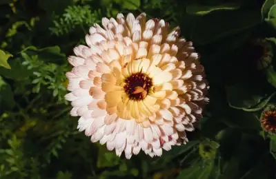 Choosing the Right Flowers to Plant at the End of Summer in Your Garden