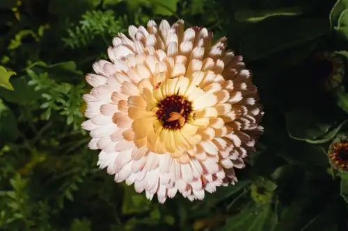 Cum alegi cele mai potrivite flori de plantat la sfârșitul verii în grădină