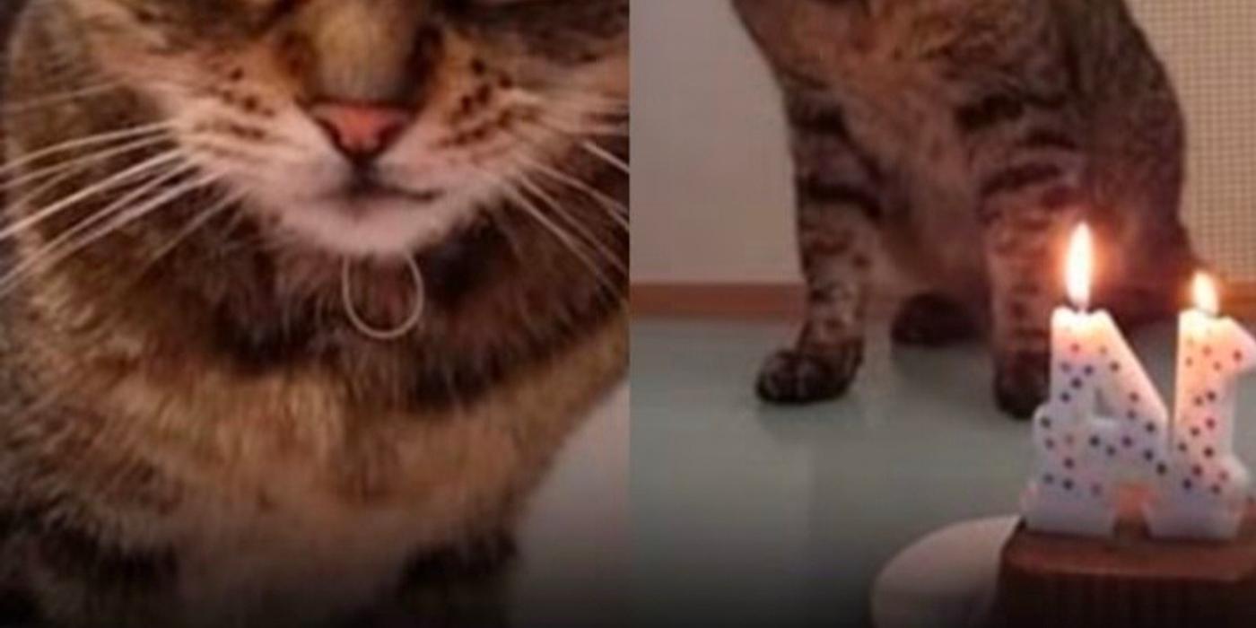 Povestea motanului de 14 ani care a refuzat să fie entuziasmat de propria aniversare
