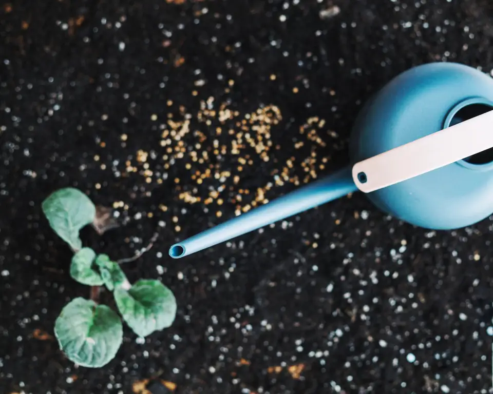 The Complete Guide: Fertilizers for Healthy and Vigorous Indoor Plants