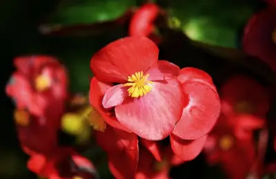 Grădina de vară visată: 5 flori spectaculoase din bulbi ușor de plantat primăvara