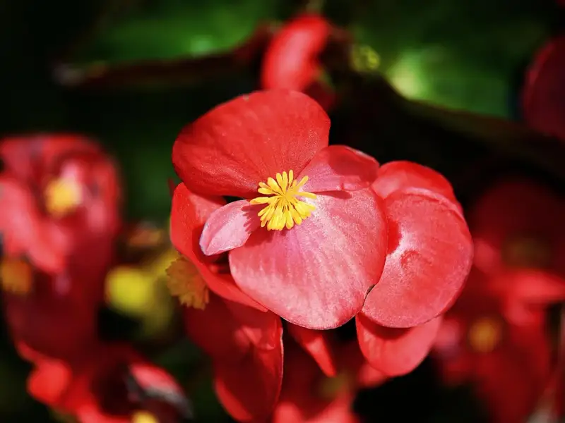 Grădina de vară visată: 5 flori spectaculoase din bulbi ușor de plantat primăvara