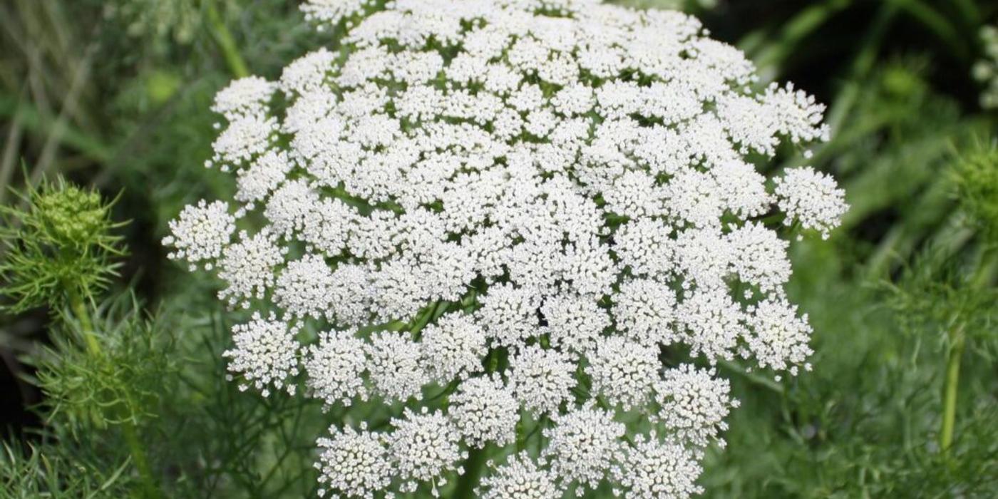 Ammi visnaga, planta care ascunde spaţiile libere din grădină