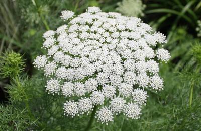 Ammi visnaga, planta care ascunde spaţiile libere din grădină