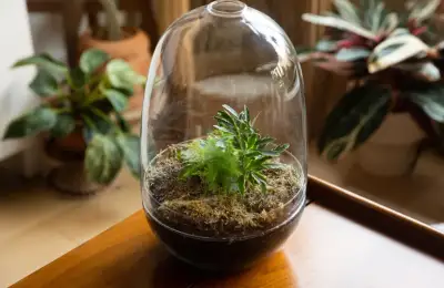 Cum sa iti faci casa mai distractiva cu un terarium
