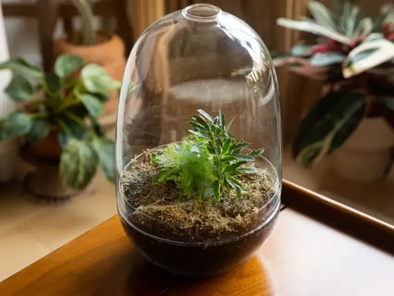 Cum sa iti faci casa mai distractiva cu un terarium