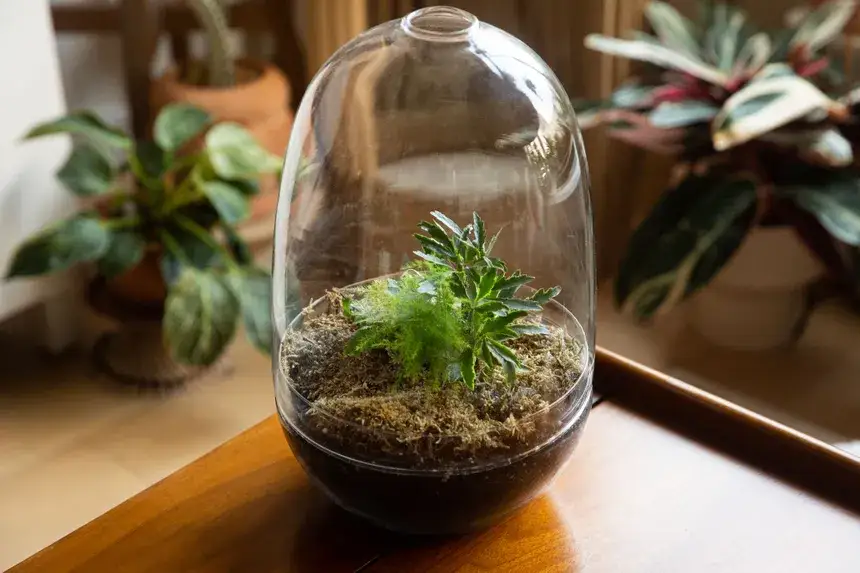 Cum sa iti faci casa mai distractiva cu un terarium