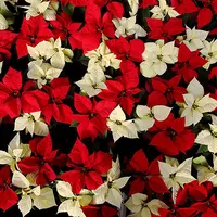 Cum se cresc craciunitele?