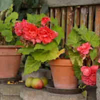 Begonia sfaturi pentru plantare si reproducere