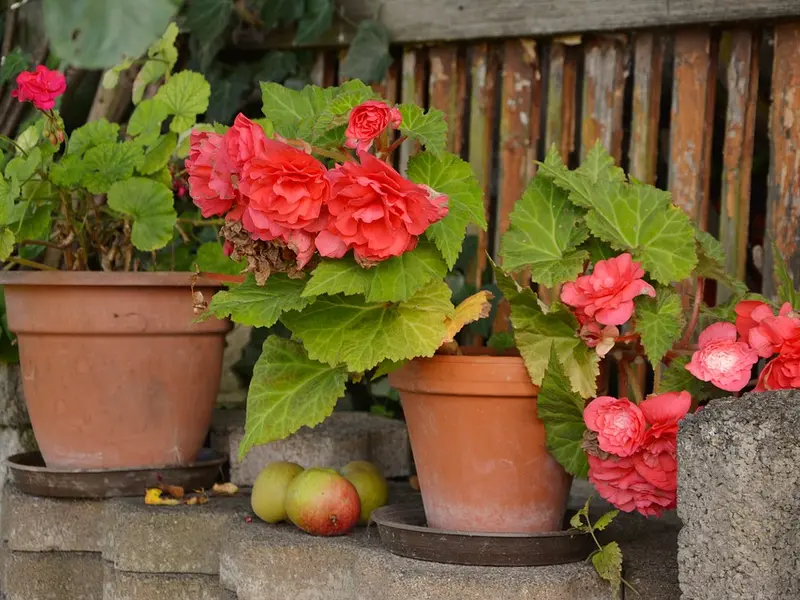 Begonia sfaturi pentru plantare si reproducere