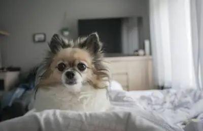 Apartment Dogs: How to Make Your Life Easier When You Decide to Get a Dog