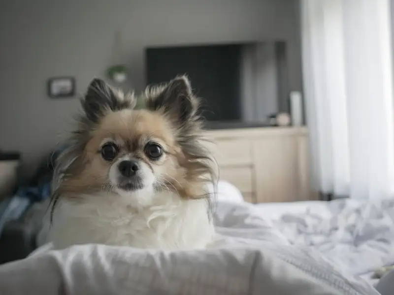 Câini de apartament- cum să-ți ușurezi viața când decizi să-ți iei un câine