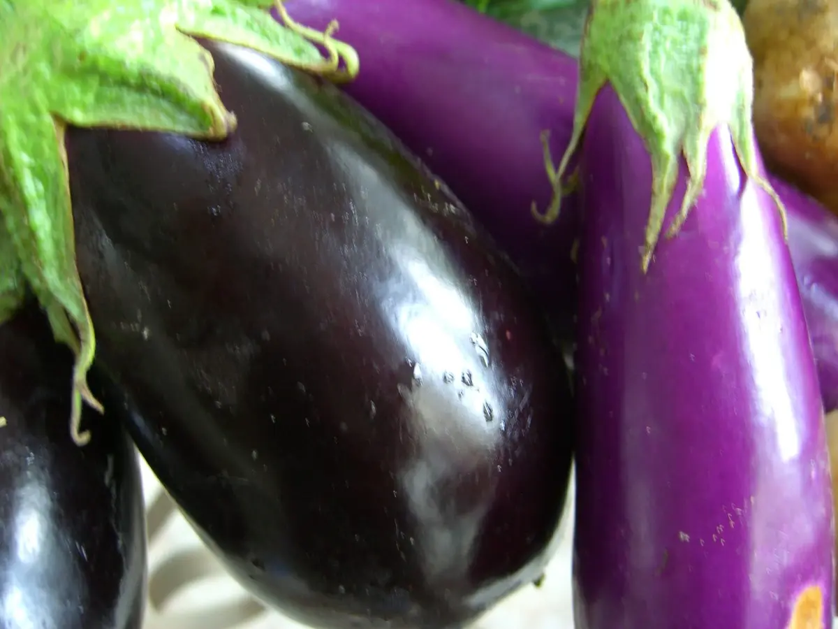 Cum se planteaza vinetele? (VIDEO)